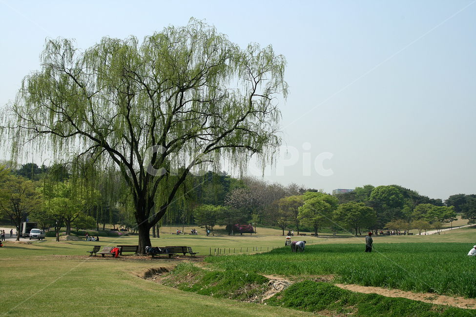 봄나들이,봄,봄날,봄풍경,감성,spring,flower,공원,풍경,식물,새싹,잎,초록,꽃,봄,계절,spring,season,자연,풍경,nature,landscape,한국자연풍경,한국자연경관,korea nature landscape,도시,city,한국도시풍경,한국도시경관,korea cityscape,식물,plants,나무,trees,wood,tree,plant,grass,잔디,human,인간,person,사람