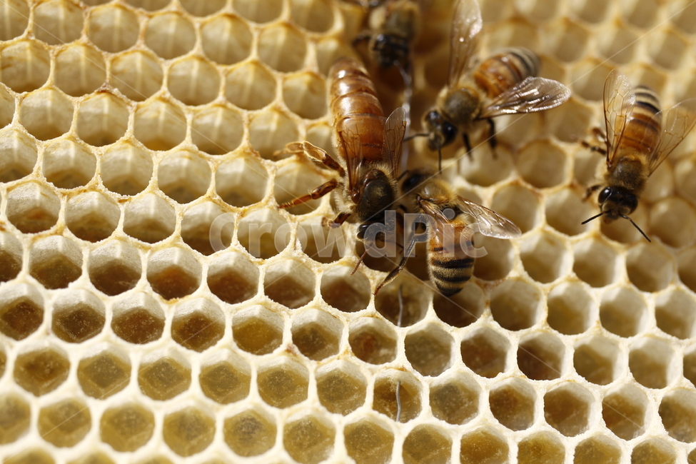 꿀벌,벌집,여왕벌,애벌레,꿀,동물,animal,곤충,벌레,insect,bug