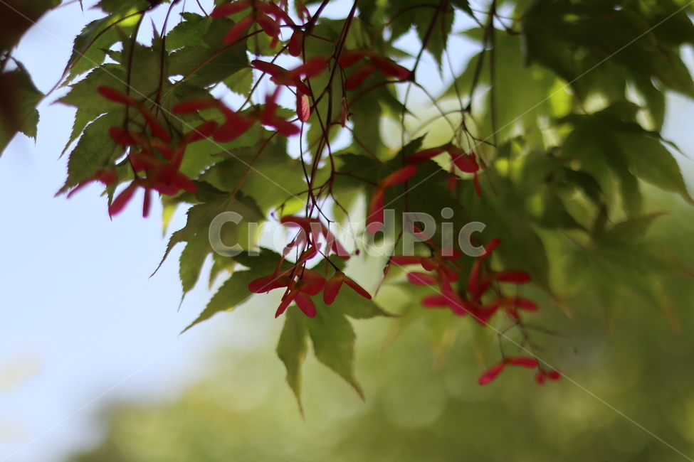 단풍나무,단풍씨앗,5월,빛,맑음,식물,자연,plants,nature
