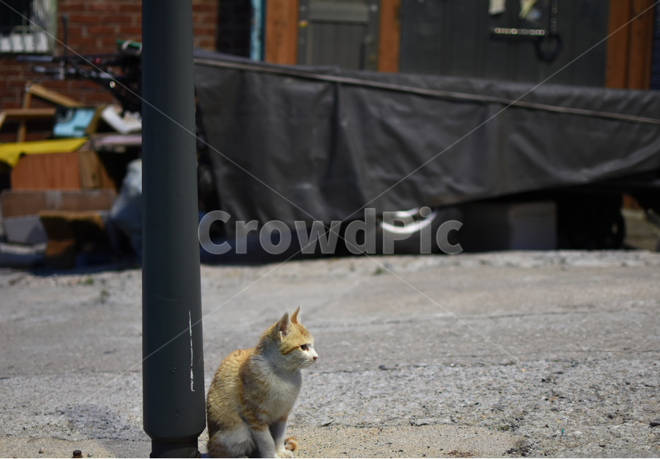 길고양이,고양이,개냥이,애완동물,반려동물,동물,animal,포유류,mammal,고양이,cat,kitten,kitty