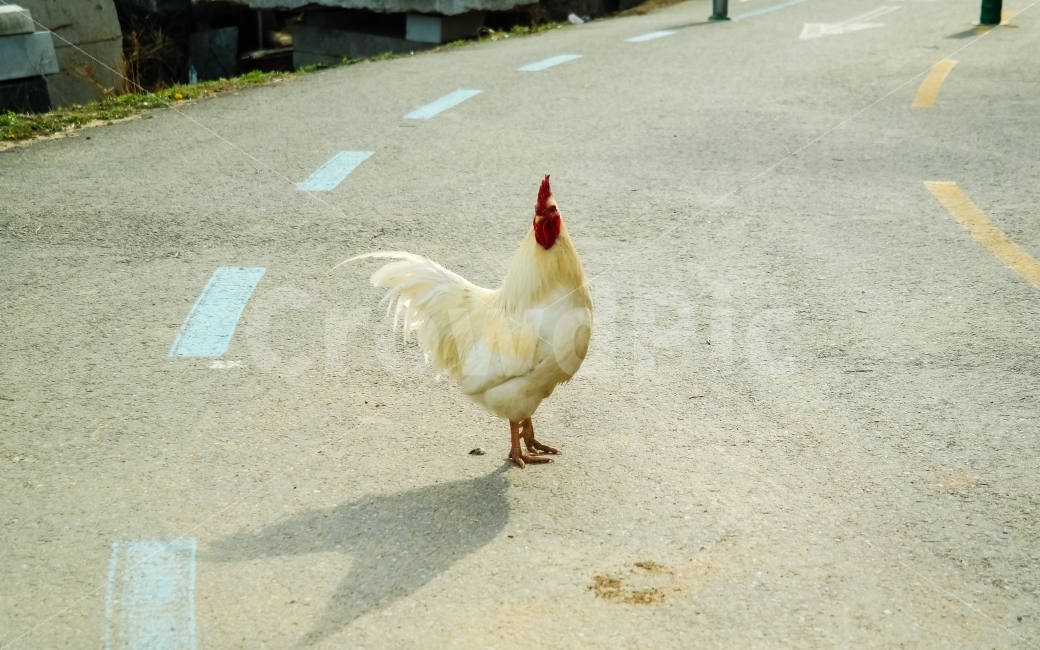 동물,닭,생명,움직임,역동적,균형,자연,생물,동물,animal,조류,새,birds