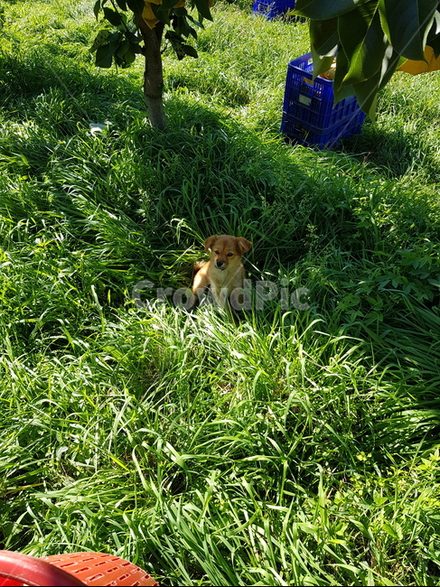 강아지,풀숲,산책,배밭,과수원,반려동물,dog,가족,막둥이,동물,animal,포유류,mammal,개,강아지,dog,doggy
