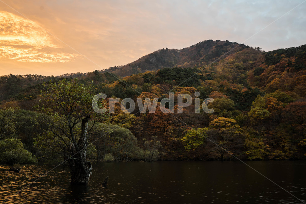 주산지,반영,주산지반영,주산지가을,청송,주산지단풍,단풍,저수지반영,청송주산지,청송가을,주왕산주산지,주왕산,가을,계절,fall,autumn,season,자연,풍경,nature,landscape,한국자연풍경,한국자연경관,korea nature landscape,outdoors,옥외