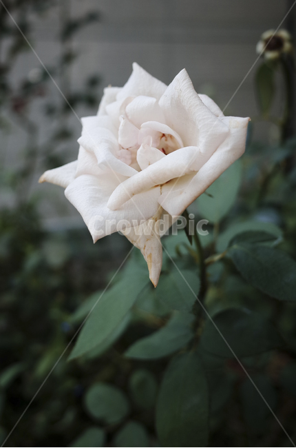 꽃,flower,식물,plant,green,초록,잎,들꽃,rose,장미,white,흰,하얀,흰꽃,흰장미,하얀꽃,하얀장미,백장미