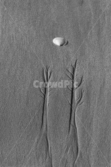 물그림,모래사장,덕포,나무,달,해변,바다,beach,sea,감성,sensible,feeling,흑백,모노톤,monochrome,black and white