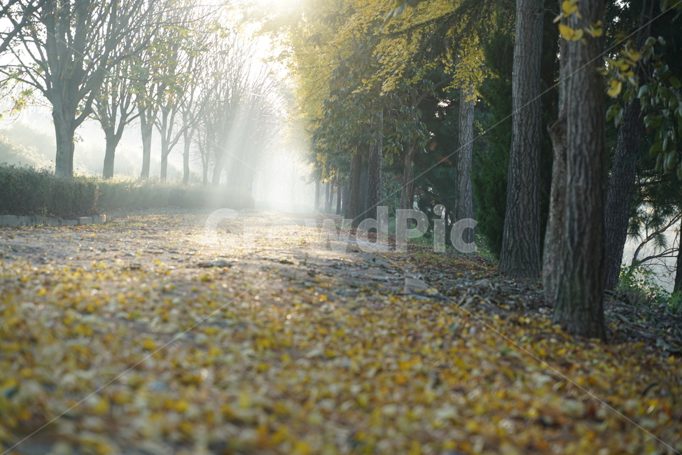 아침햇살,morningsun,nature,자연,weather,날씨,light,빛,flare,플레어,은행나무,은행나무길,ginkgo