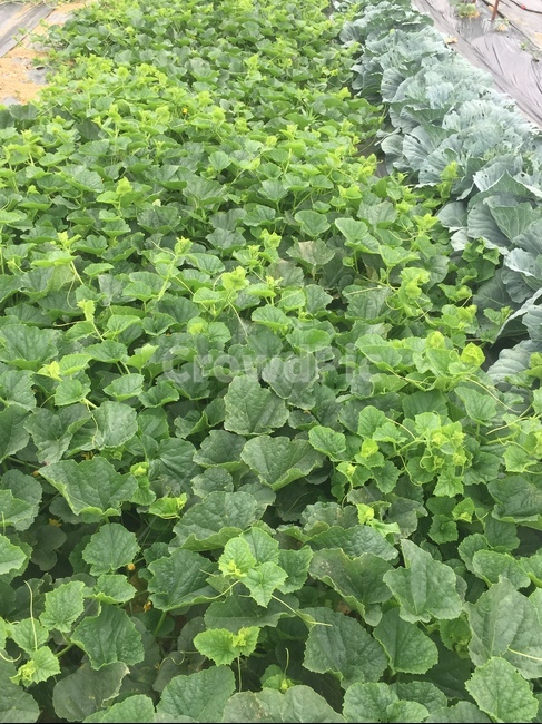 참외,참외나무,참외밭,주말농장,밭,산업,industry,industrial,농업,농사,agriculture,farming,farming industry