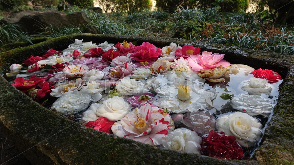 꽃,flower,camelia,plant,nature,식물,자연,blossom,꽃송이,물