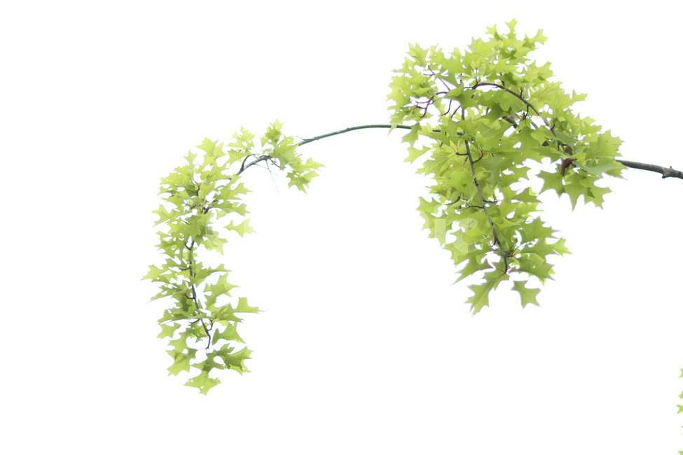 플라타너스,연두,가로수,봄,흐림,식물,자연,plants,nature,누끼,remove background