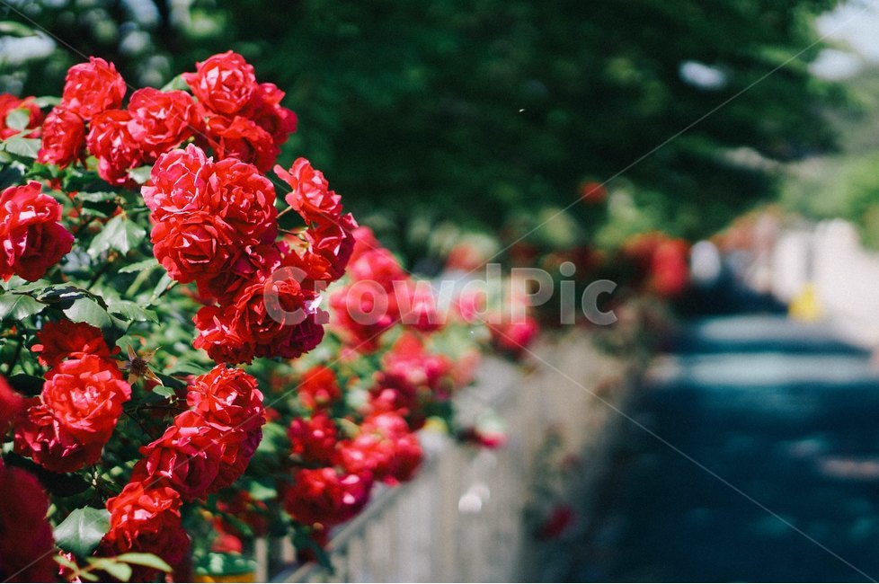 꽃,장미,장미꽃,봄,장미축제,식물,자연,plants,nature,꽃,flower,감성,sensible,feeling