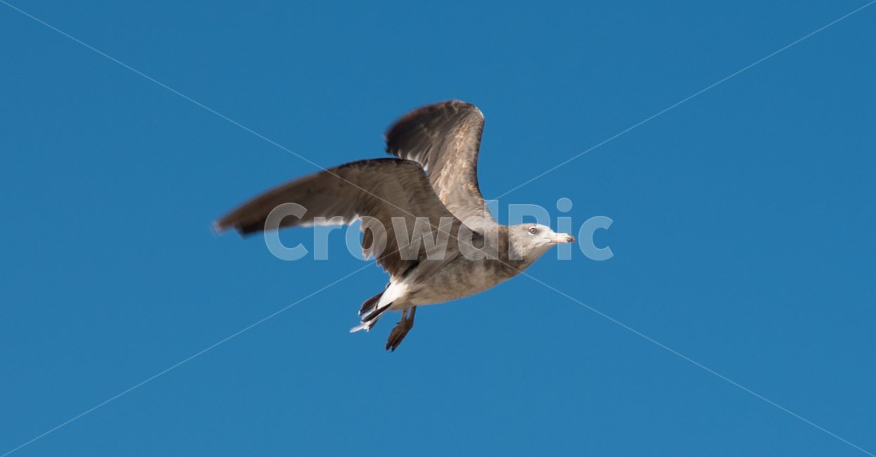 새,갈매기,동물,접사,조류,동물,animal,조류,새,birds
