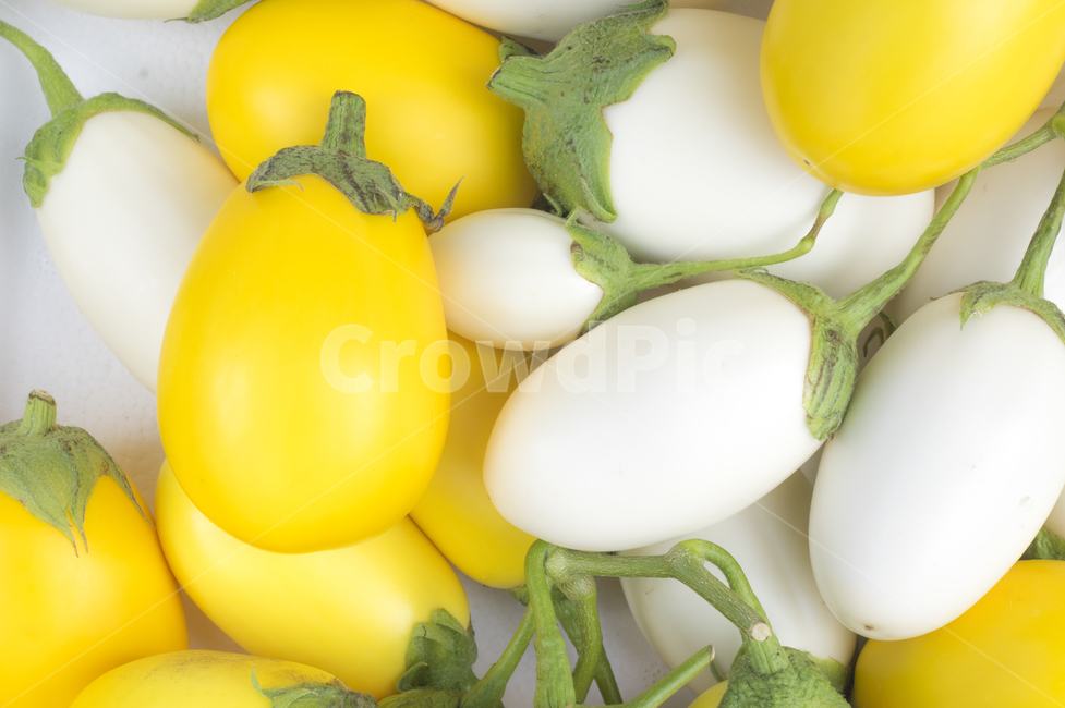 가지,흰가지,계란가지,백가지,식물,plant,채소,야채,vegetables