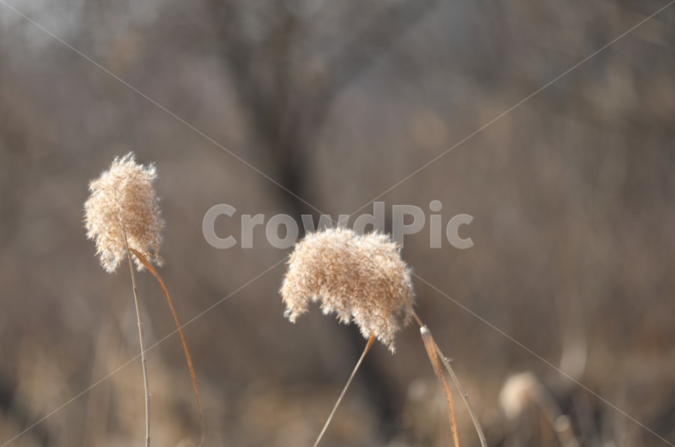 겨울,자연,들역,갈대,경치,식물,자연,plants,nature