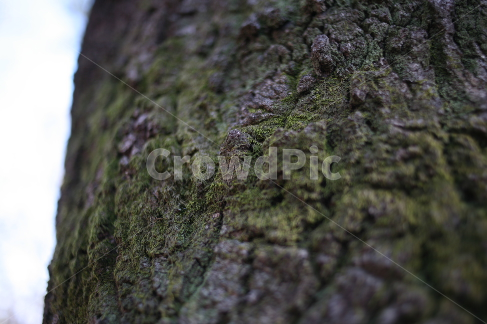나무,tree,북한산,산,mountain,forest,숲