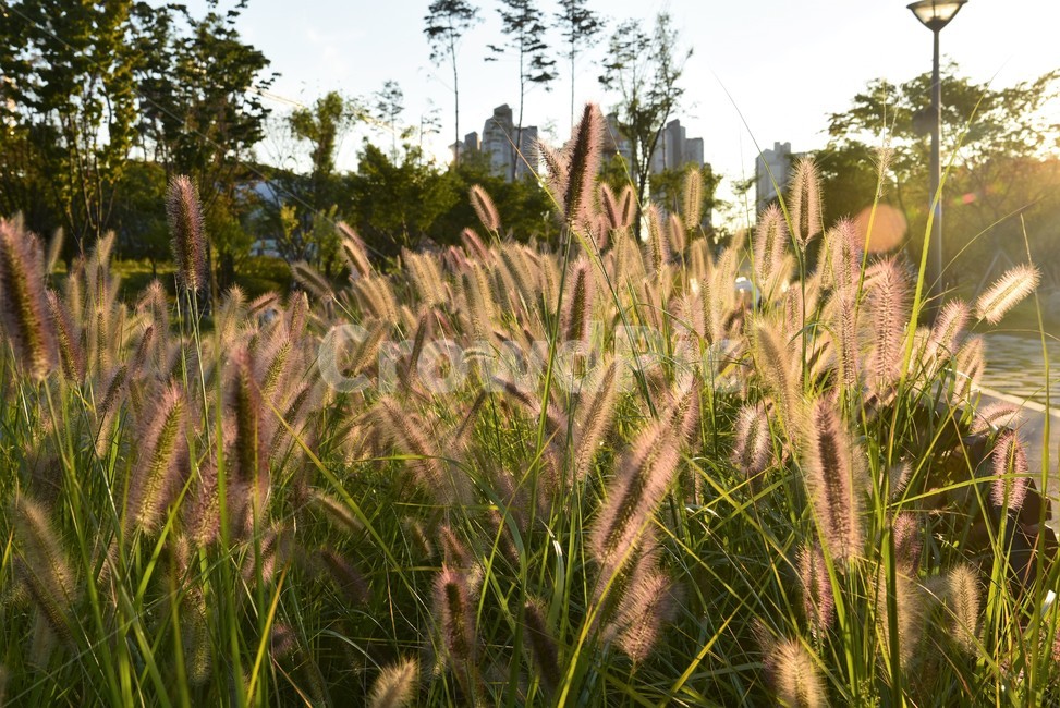 풀,강아지풀,grass,foxtail,식물