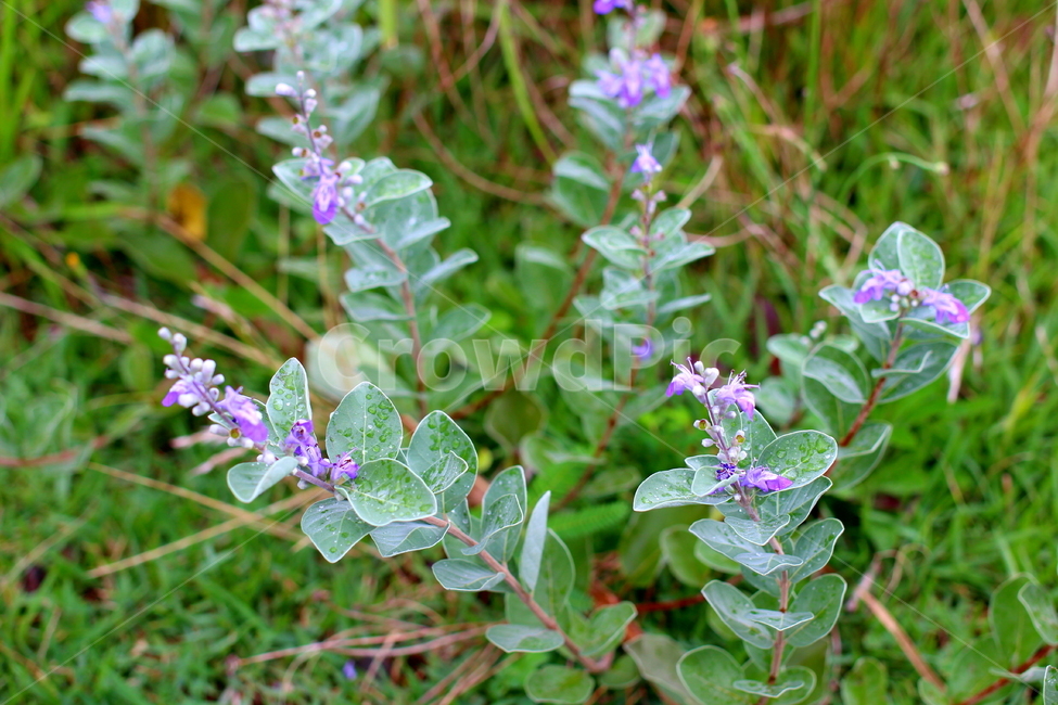 꽃,보라색,들풀,들꽃,봄,식물,자연,plants,nature,꽃,flower