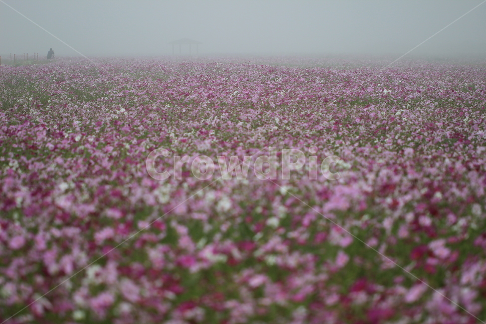 cosmos,flower,안개,가을,코스모스,꽃,fog,가을,계절,fall,autumn,season,식물,자연,plants,nature,꽃,flower