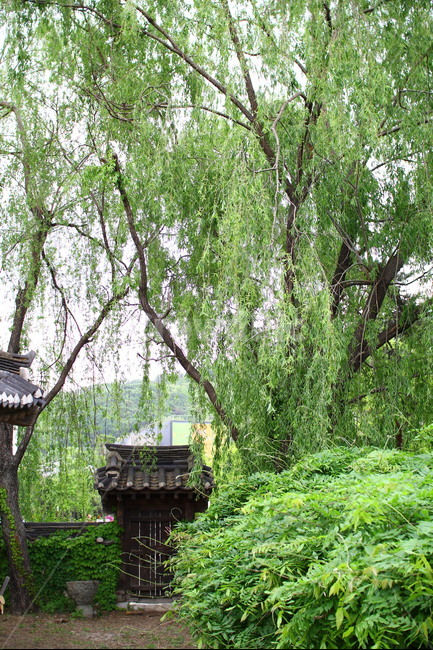 풍경,여름,버드나무,한옥,작은문,녹색,자연,풍경,nature,landscape,한국자연풍경,한국자연경관,korea nature landscape,한국전통,한국문화,korean traditional,korean culture,건축물,건물외관,exterior,building,structure,architecture,construction,arbour,정자,outdoors,옥외,garden,정원