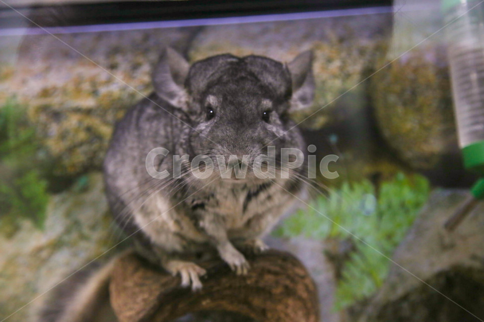 친칠라,동물,애완동물,동물원,animal,pet,동물,animal,포유류,mammal