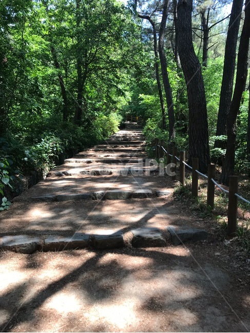 등산로,등산,숲,돌계단,나무,녹음,여름,자연,나뭇가지