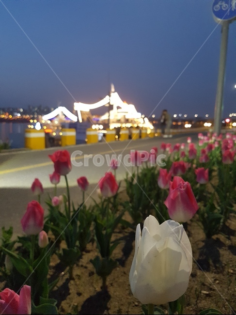 튤립,꽃,봄,봄꽃,한강