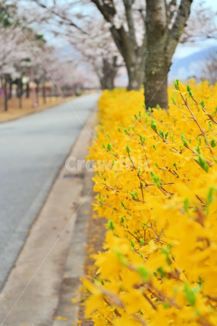 개나리,봄꽃,꽃,봄,공원,봄나들이,꽃놀이,꽃구경,꽃길,노란꽃,노란색,yellow,flower