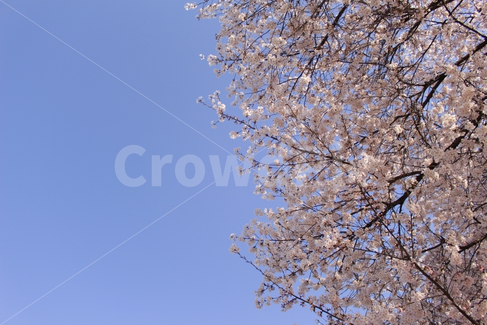 봄,벚꽃,하늘,꽃,풍경,나무,푸름,분홍,식물,자연,파스텔,spring,season,flower,nature,sky,blue,pink,plants,cherryblossom,봄,계절,spring,season,식물,자연,plants,nature,꽃,flower,plant