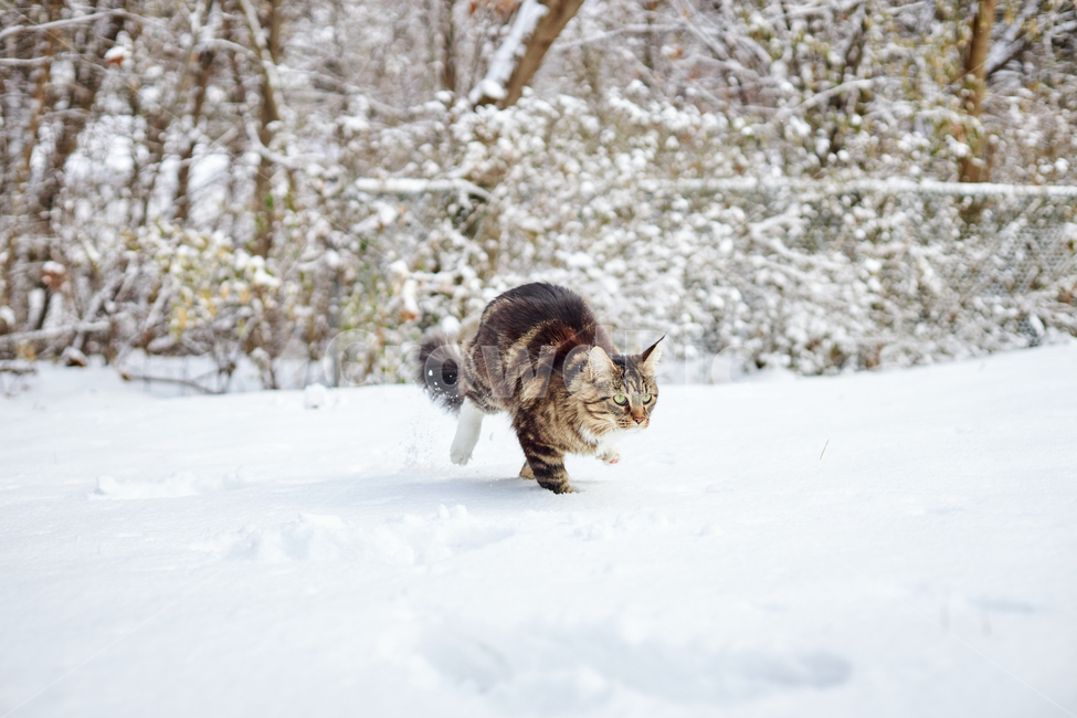 cat,고양이,animal,동물,mammal,포유류,pet,애완동물,반려동물,반려묘,눈,눈쌓인풍경,쌓인눈,snow,눈밭,길냥이,산책냥,산책냥이,nature,자연,겨울,계절,winter,season,동물,animal,포유류,mammal,고양이,cat,kitten,kitty
