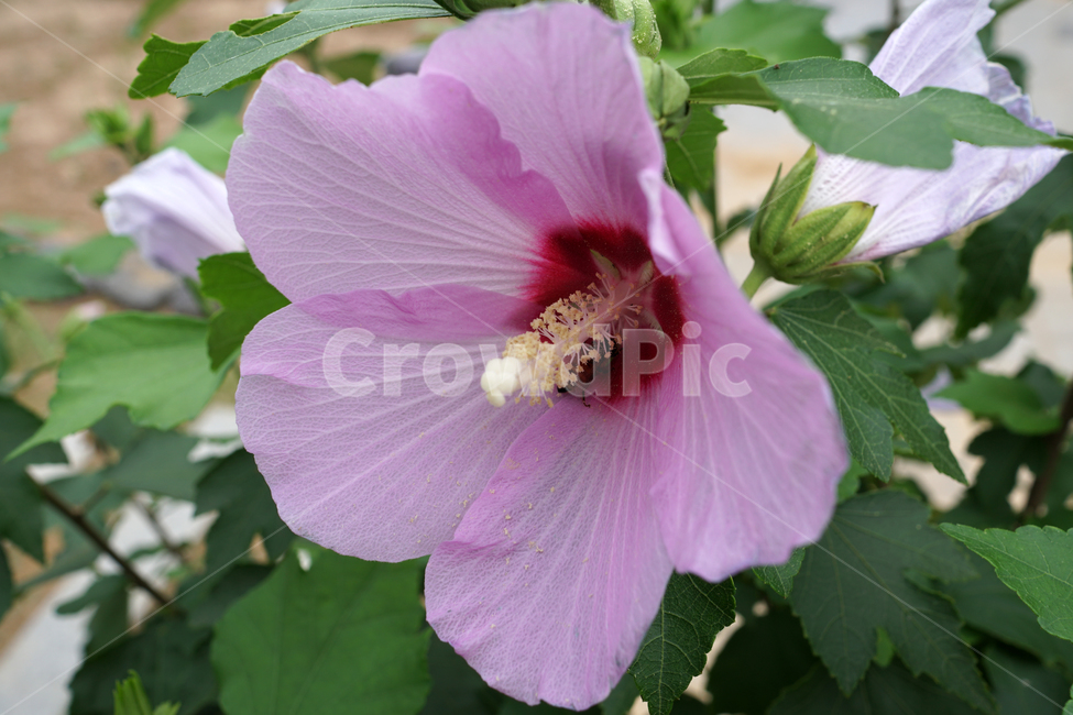 국화,무궁화,나라꽃,한국,korea,한국적인,꽃,꽃사진,플라워,flower,꽃봉오리,자연,nature,한국자연,식물,plants,식물,자연,plants,nature,꽃,flower
