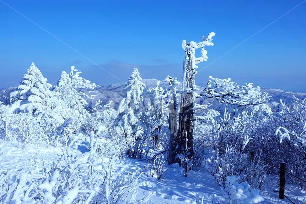 태백산,국립공원,설경,겨울,나무,주목,함백산,폭설,상고대,하늘,겨울,계절,winter,season