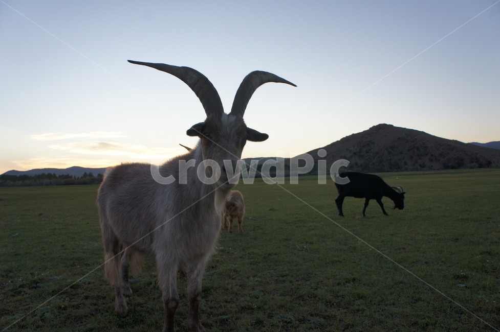 몽골,염소,rock,goat,mongolia