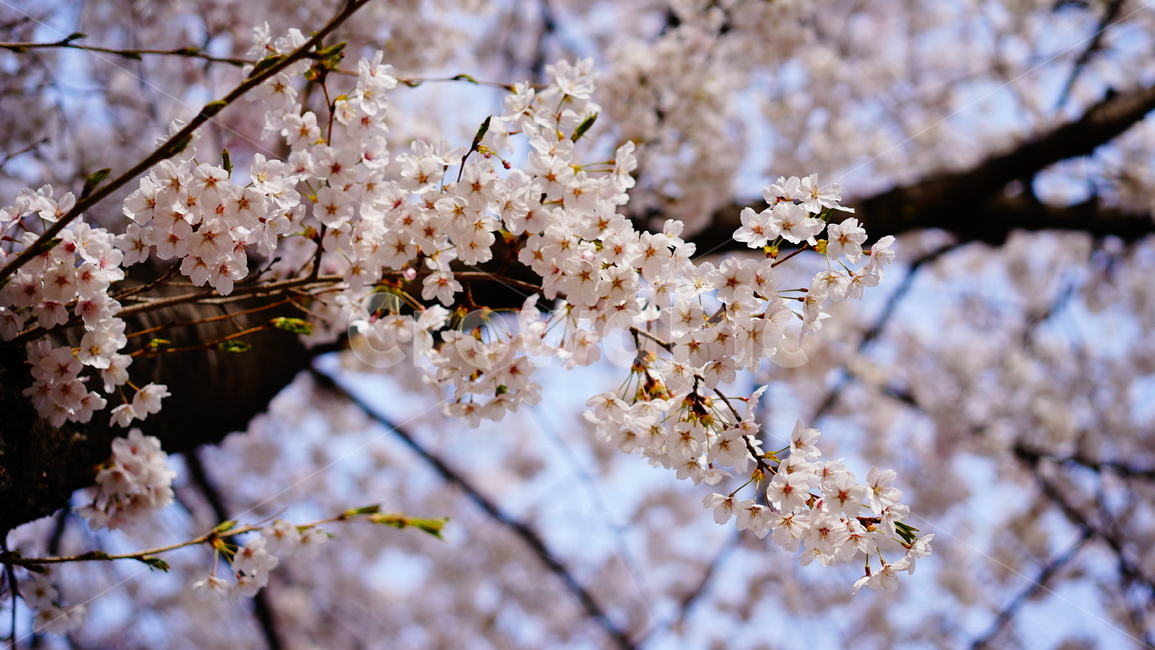 벚꽃,cherryblossom,벚꽃나무,봄꽃,식물,나무