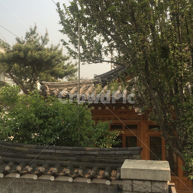 한옥,나무,정원,식물,자연,한옥마을