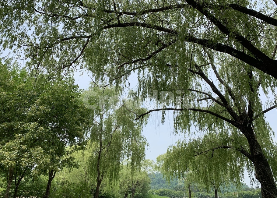 plant,식물,나무,tree,공원,garden,park,green,자연,풍경,nature,landscape