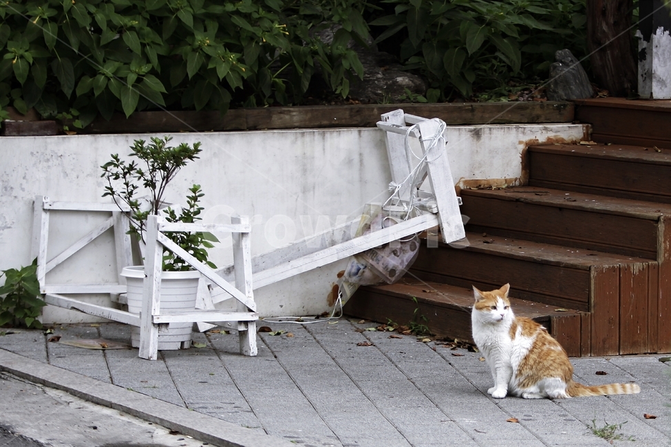 cat,고양이,집사,동물,길냥이,동물,animal,포유류,mammal,고양이,cat,kitten,kitty