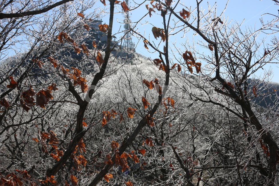 겨울산,상고대,나무얼음,어름나무,등산,어름산