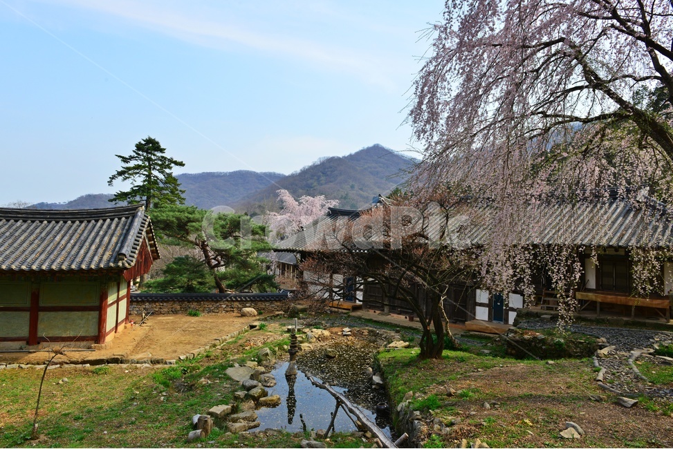 nature,자연,outdoors,옥외,road,도로,tree,나무,plant,식물,gravel,자갈,dirtroad,흙길,경치,경관,벚꽃,벚나무,승주,선암사,처진올벚나무,선암사처진올벚나무,봄,계절,유적지,문화재