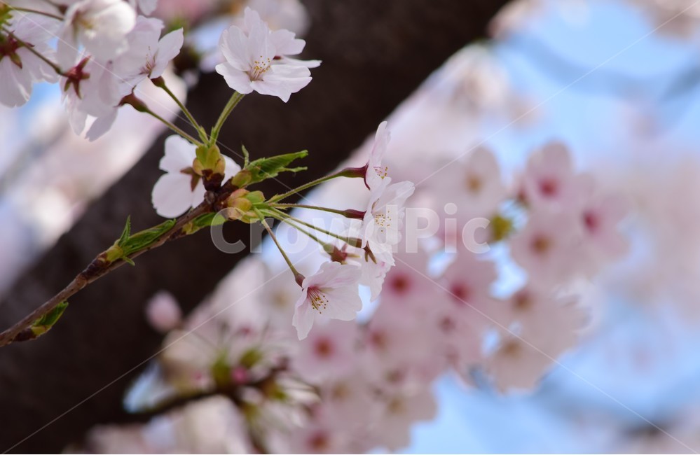 꽃,꽃들,나비,자연,아름다움,장식,벗꽃,붉은색,나무,배경화면,flowers,flower,nature,beautiful,bright,decoration,background,floral,hoya,봄,계절,spring,season,식물,자연,plants,nature,꽃,flower,plant,blossom,cherry blossom,벚꽃