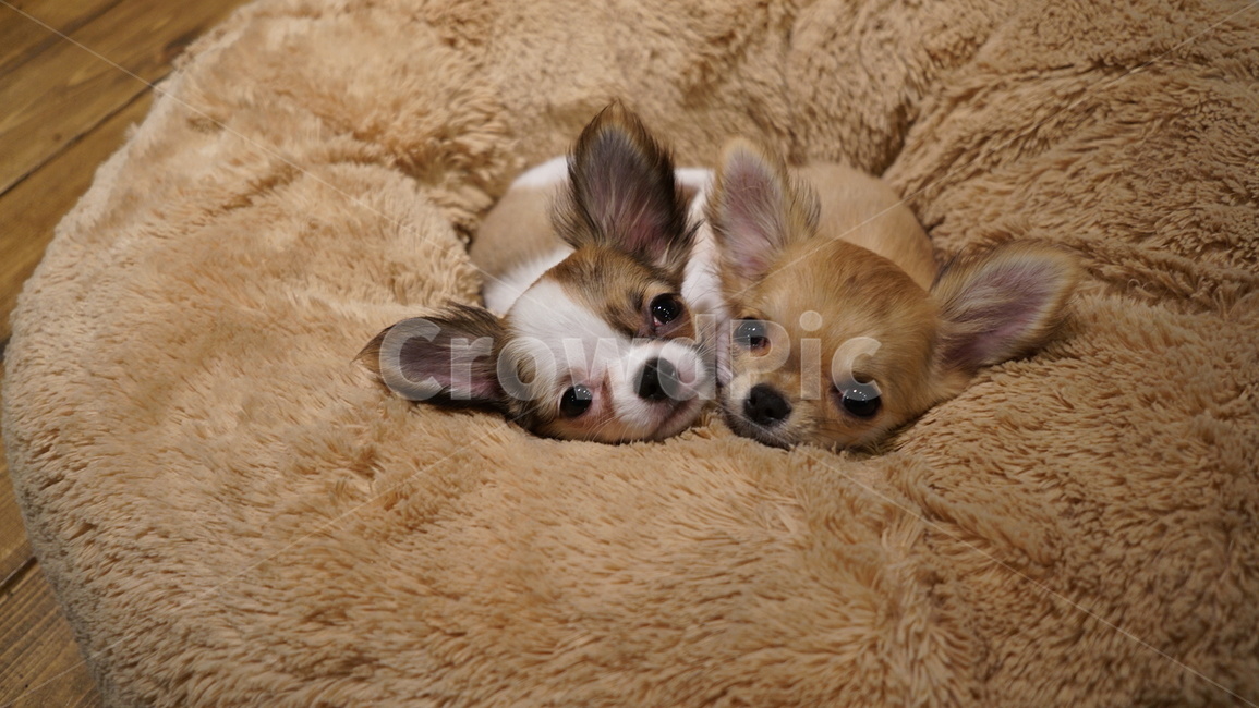 강아지,치와와,장모치와와,애완견,개,반려동물,포유류,puppy,dog,doggy,chihuahua,animal,mammal,longhairedchihuahua,동물,animal,포유류,mammal,개,강아지,dog,doggy