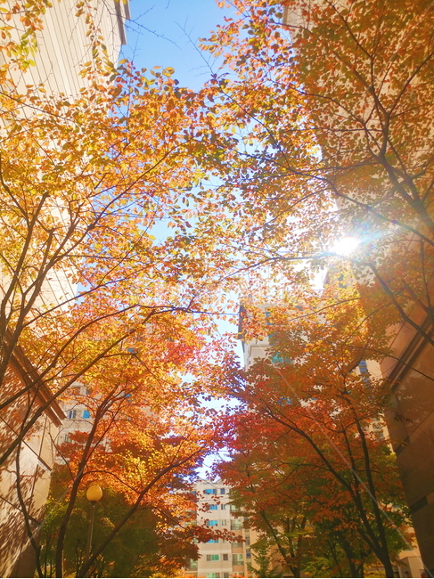 가을,단풍,감성,가을하늘,가을날씨,가을,계절,fall,autumn,season,flare,플레어,light,빛,tree,나무,plant,식물,sunlight,햇빛