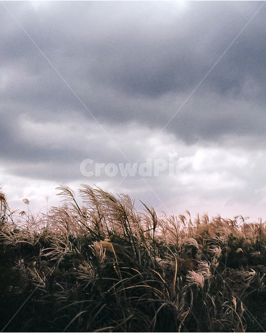 억새,구름,흐린하늘,바람,제주도,자연,자연,풍경,nature,landscape,plant,식물,grass,잔디,lawn,reed,갈대