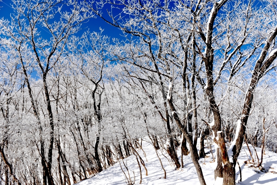 겨울산,겨울풍경,설경,눈,소백산,겨울,계절,winter,season,자연,풍경,nature,landscape,식물,plants,나무,trees,wood,outdoors,옥외