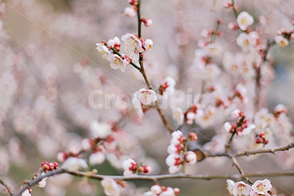 매화마을,매화꽃,매화,매화축제,하동,hadong,flower,꽃,봄,계절,spring,season,식물,자연,plants,nature,꽃,flower,plant,blossom