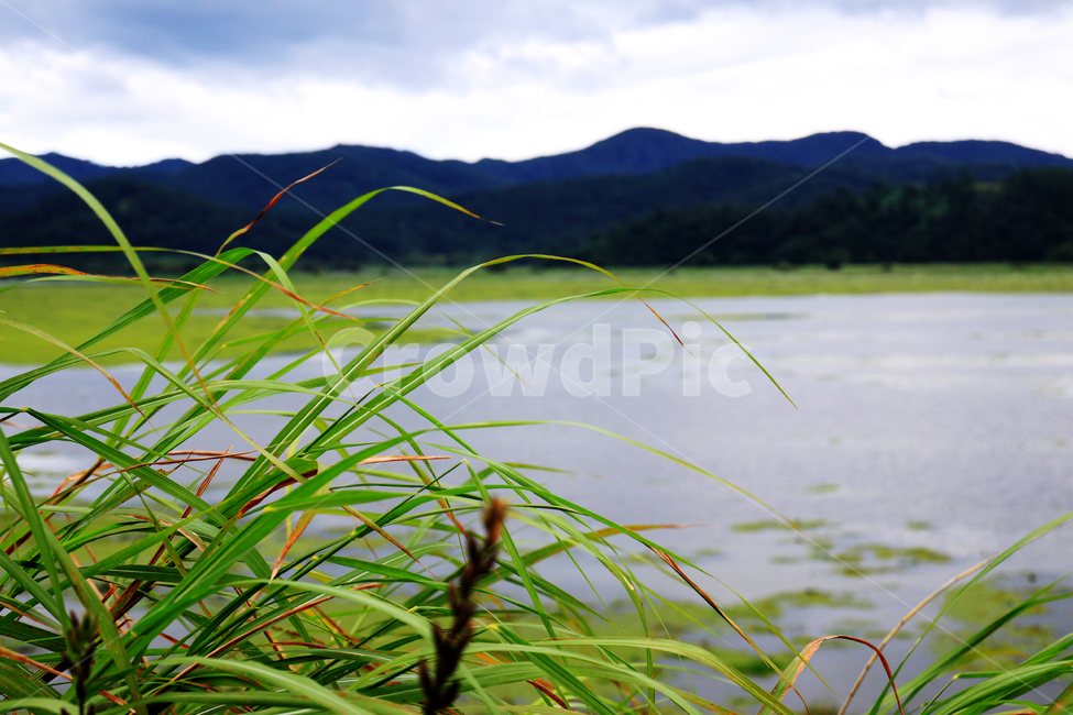 plant,식물,자연,reed,갈대,늪,풍경
