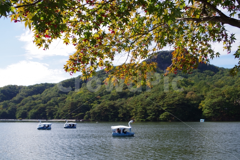 가을,호수,산정호수,오리배,단풍,단풍잎,가을,계절,fall,autumn,season,자연,풍경,nature,landscape,한국자연풍경,한국자연경관,korea nature landscape,스포츠,레저,운동,sports,leisure,exercise,water,물,land,땅,outdoors,옥외,transportation,교통,boat,보트,vehicle,차량