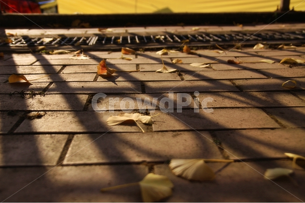가을,오후,낙엽,햇살,공원,가을,계절,fall,autumn,season