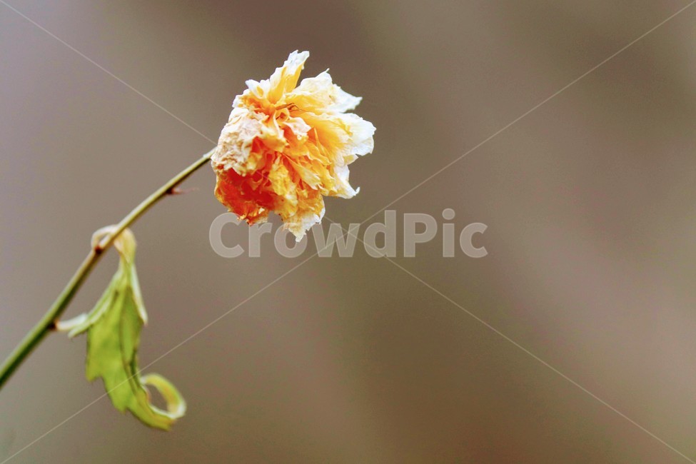꽃,아웃포커스,스틸라이프,주황,아침,식물,자연,plants,nature,꽃,flower
