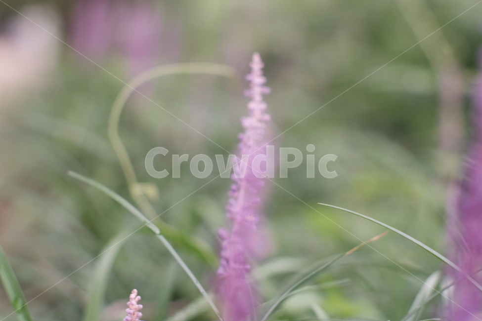 맥문동,보라색꽃,꽃,flower,여름꽃,맥문동꽃,식물,자연,plants,nature,꽃,flower