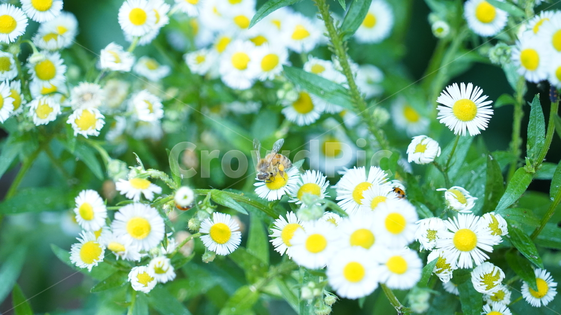 풀,벌,식물,곤충,꽃,bee,flower,plant