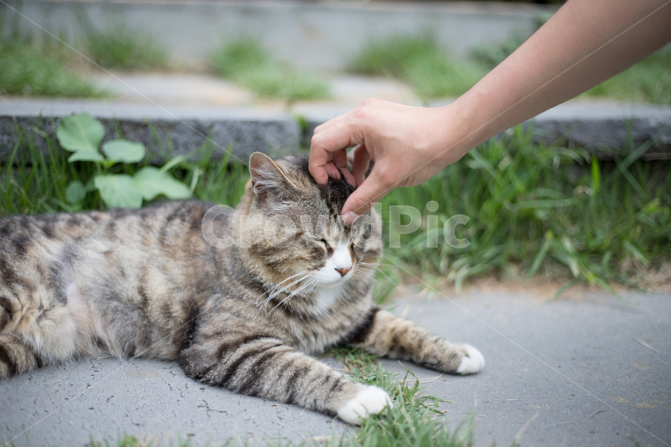 길고양이,고양이,길냥이,쓰다듬기,귀여움,cat,kitty,touch,skinship,동물,animal,포유류,mammal,고양이,cat,kitten,kitty,감성,sensible,feeling